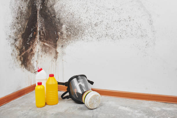 Lily Lake, IL Mold Removal Company
