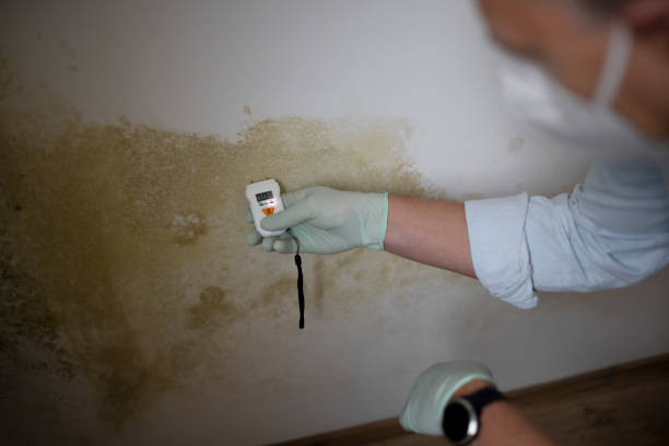 Best Commercial Mold Removal  in Ly Lake, IL