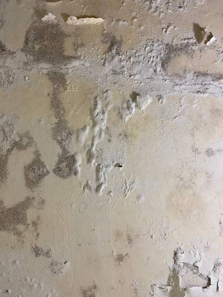 Best Water Damage Restoration  in Ly Lake, IL