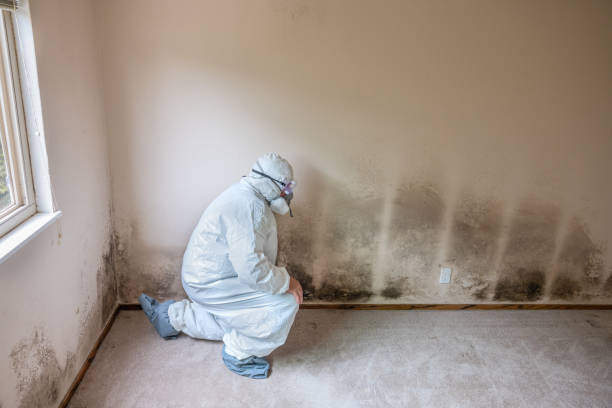 Best Black Mold Removal  in Ly Lake, IL