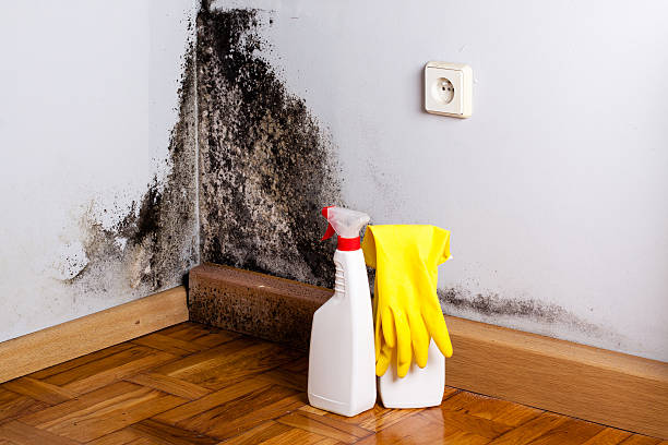 Best Black Mold Removal  in Ly Lake, IL