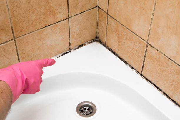Mold Testing and Removal in Lily Lake, IL